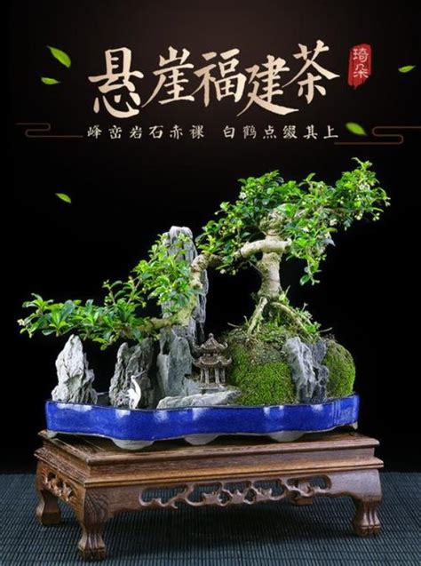 福建茶風水|【福建茶風水】福建茶風水助運招財？揭密家養福建茶風水宜忌